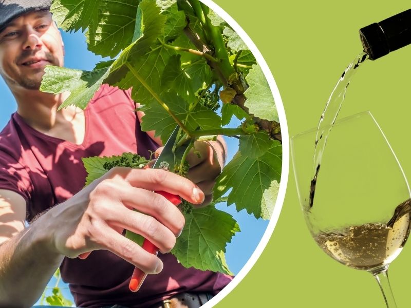Wine Weekend im September im Hotel Am Hirschhorn – 2ÜN, Weinmenü und Wellness in der Pfalz